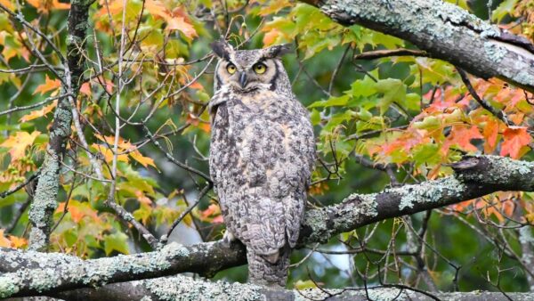 Photo of an adult great horned owl at Gethsemane Cemetery, taken by Brad Snelling in August 2025.